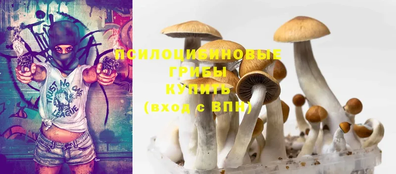 Псилоцибиновые грибы Psilocybine cubensis  Бийск 